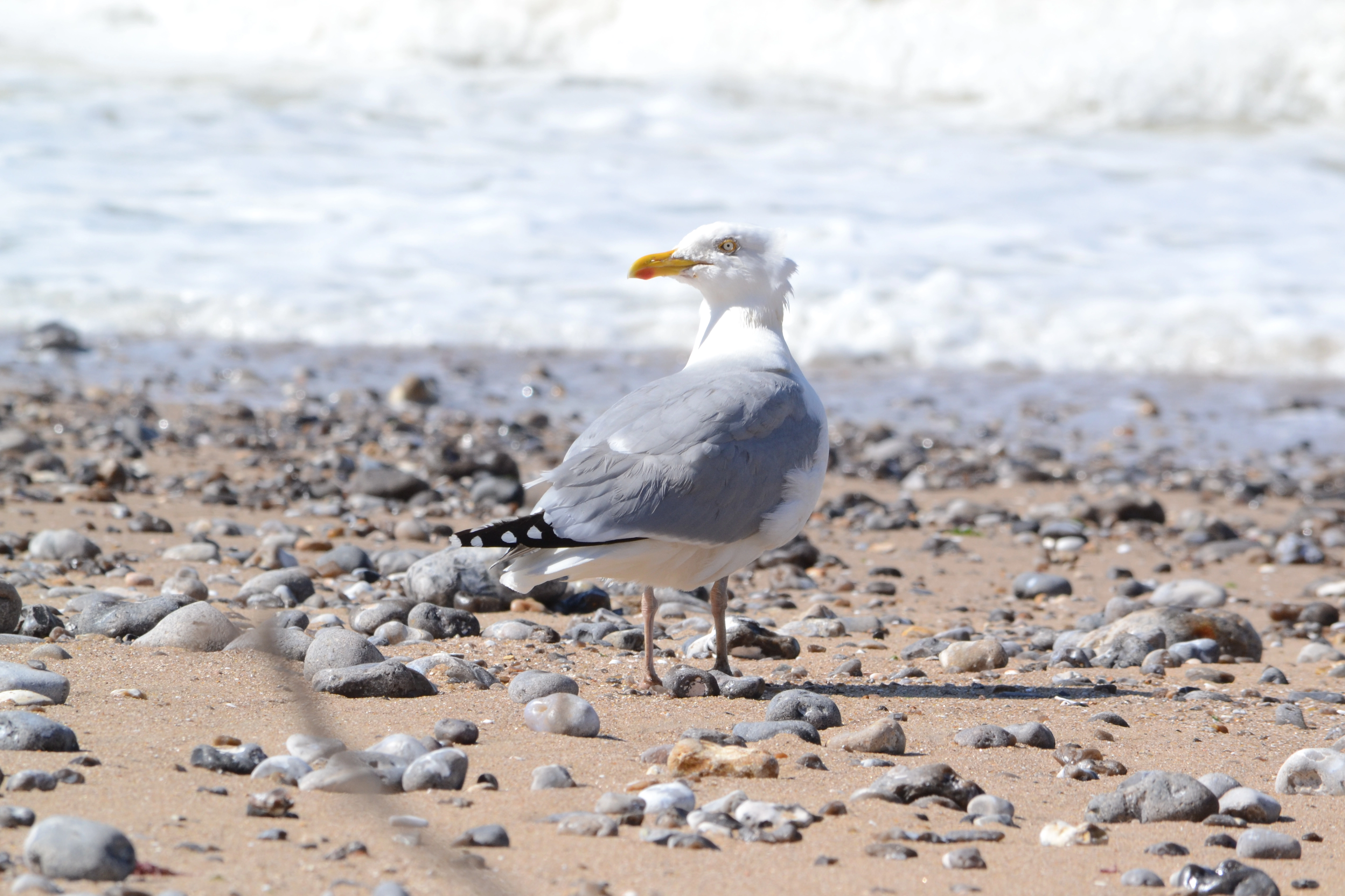 Une mouette contemple la mer